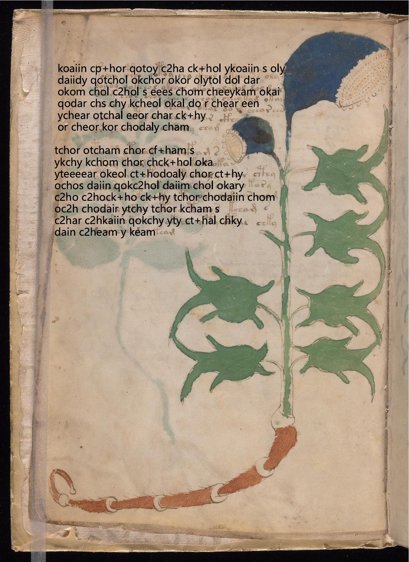Folio 3v glyph overlay on parchment